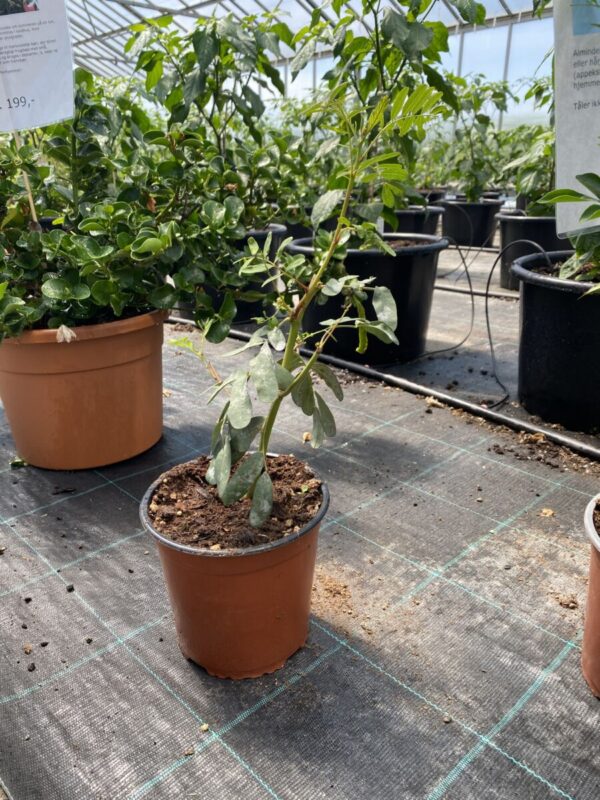 Scarlet Sesban - Sesbania punicea - Plante - Image 2
