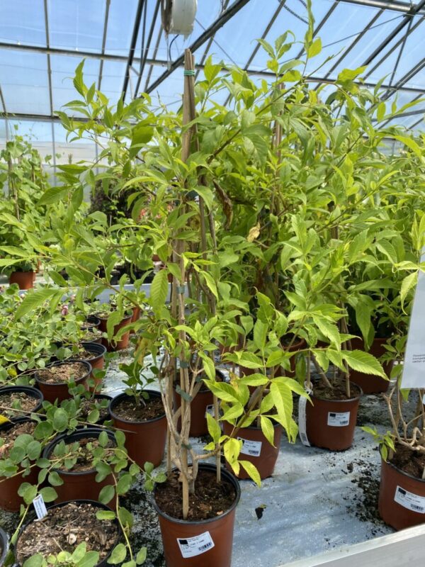 Gul Trompetbusk - Tecoma stans - Plante - Image 2
