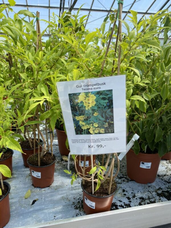Gul Trompetbusk - Tecoma stans - Plante