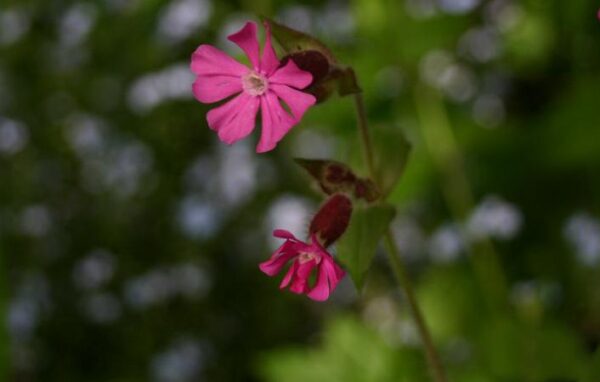 Limurt - Silene viscaria atropurpurea
