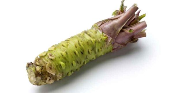 Japansk peberrod - Wasabi