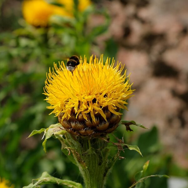 Kæmpe Knopurt - Centaurea macrocephala