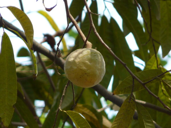 Sukkeræble - Annona Reticulata