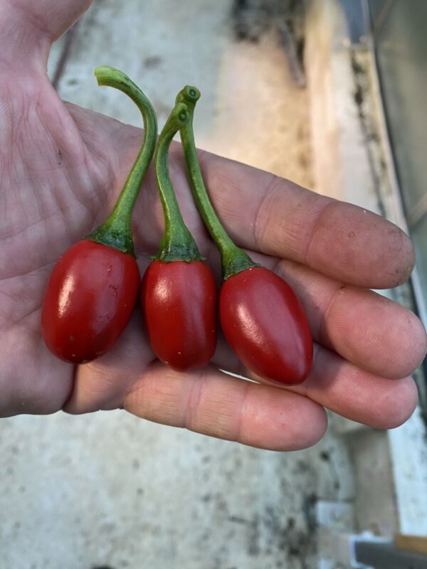 Catarina - C. annuum