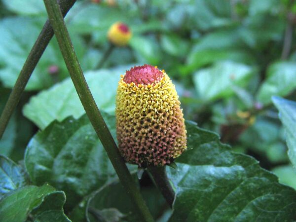 Tandpineplante - Acmella oleracea f. viridis