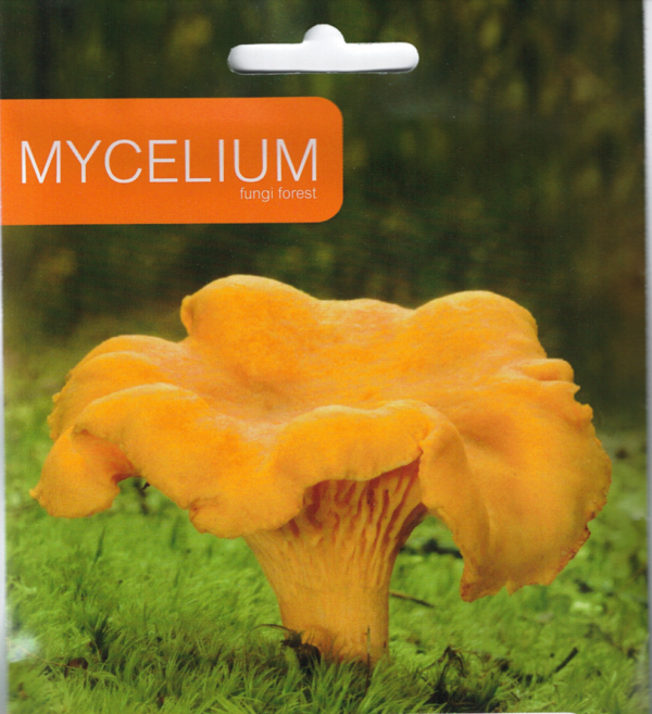 Mycelie til Almindelig kantarel - Cantharellus cibarius