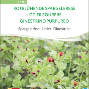 Aspargesært - Rødblomstret
