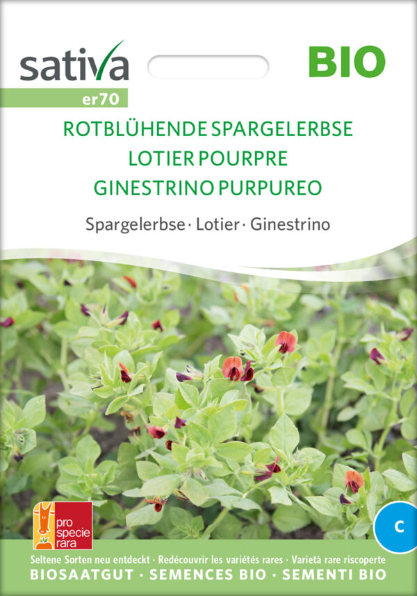 Aspargesært - Rødblomstret