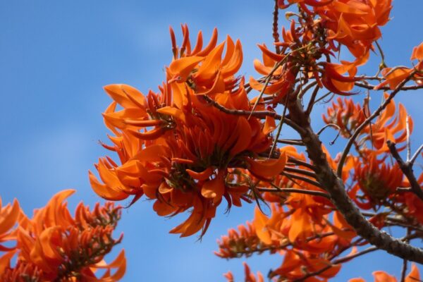 Koral Træ - Erythrina poeppigiana