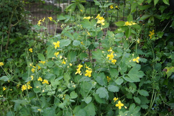 Svaleurt - Chelidonium majus - ØKO