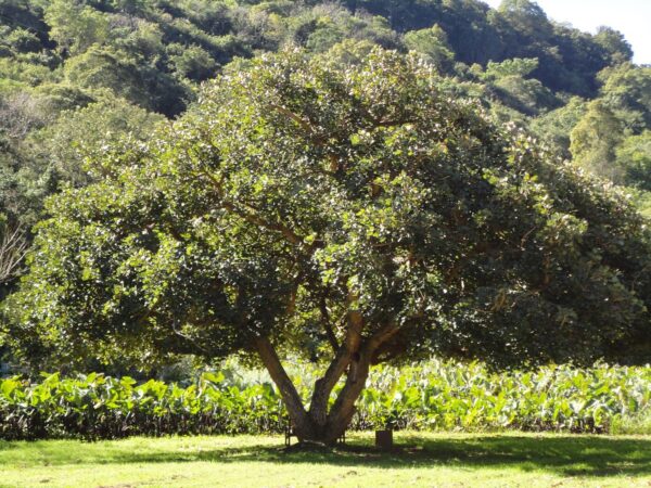 Afrikansk Koral Træ - Erythrina caffra
