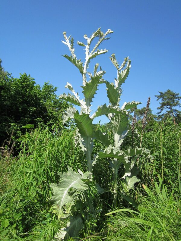 Æselfoder - Onopordum acenthium - ØKO - Image 2