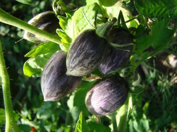 Tomat - Brads Atomic Grape - Image 2