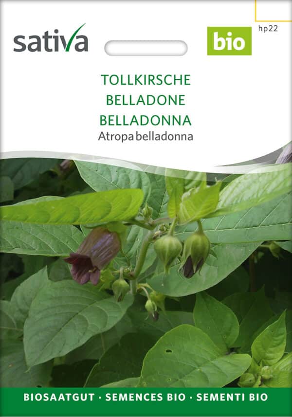 Galnebær - Atropa belladonna - ØKO