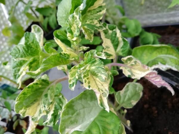 Tomat - Nimu Variegated Bicolor Dwarf - Image 2