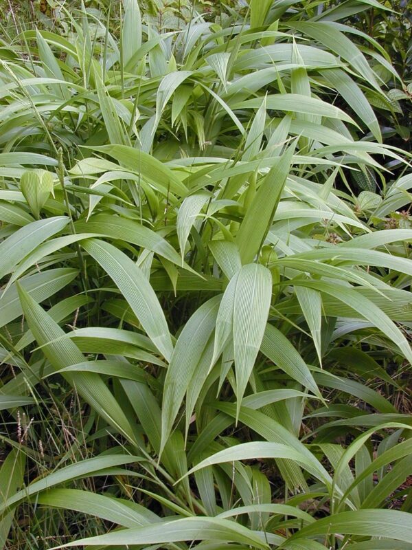 Palmegræs - Setaria palmifolia