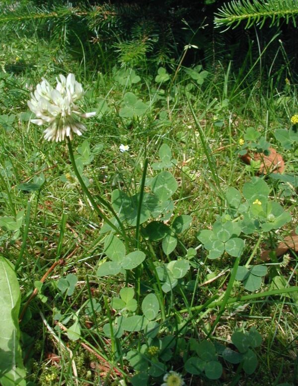 Hvidkløver - Trifolium repens