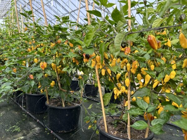 Rimmerhus Purple Lemon - C. chinense -friske frugter - Image 4