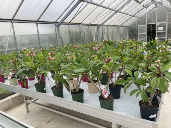 Plumeria - Temptation - PLANTE! - Image 2