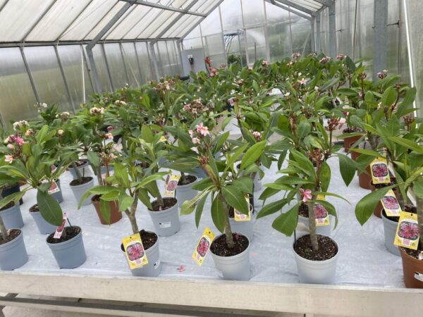 Plumeria - Temptation - PLANTE! - Image 3