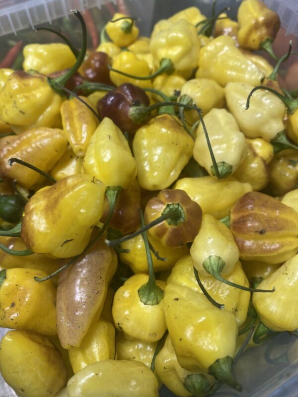 Rimmerhus Purple Lemon - C. chinense -friske frugter