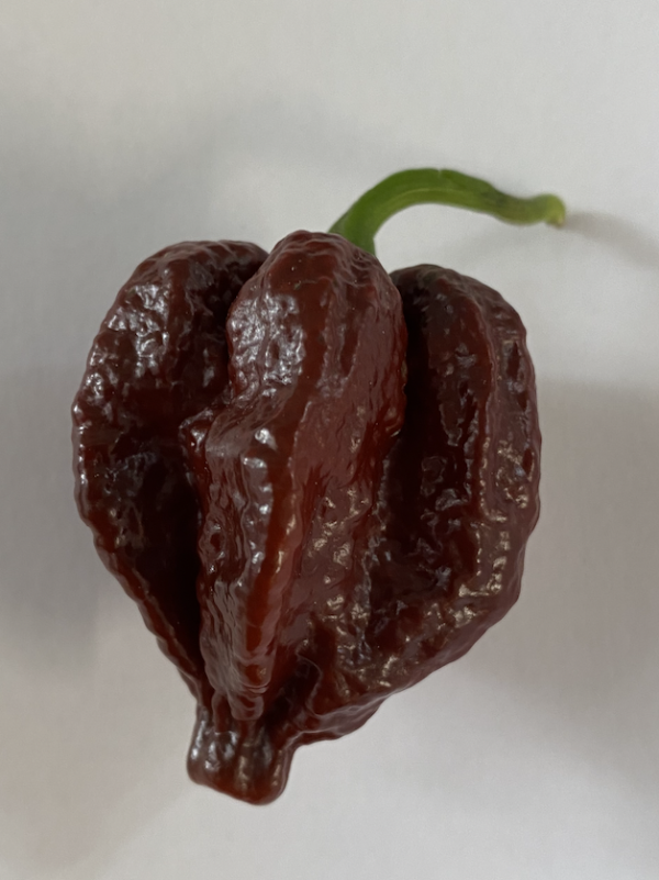 Skunk Chocolate - 100 gram - Friske Frugter