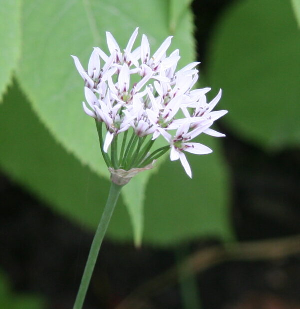 Duftende Blomter Hvidløg - Allium ramosum