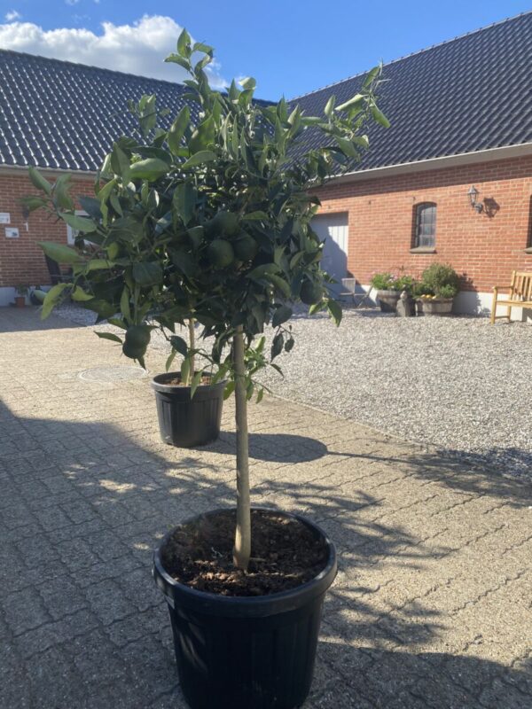 Yuzu Citron - Citrus x Junos - Plante - Image 2