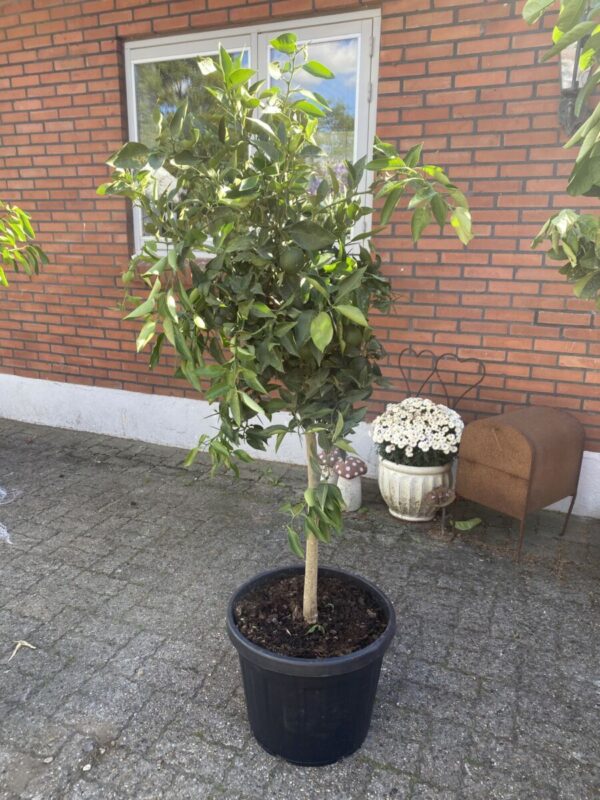 Yuzu Citron - Citrus x Junos - Plante - Image 3