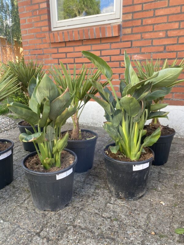 Strelitzia regina - Bird of Paradise - Plante