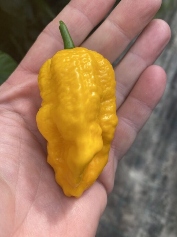Big Yellow Mama  - Friske frugter