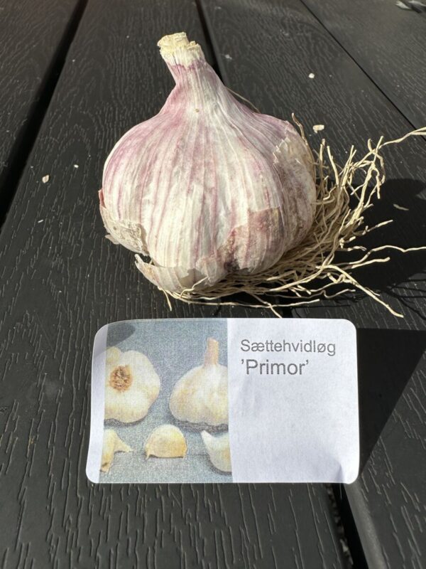 Sættehvidløg - Primor - ØKO