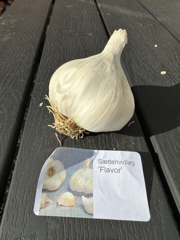 Sættehvidløg - Flavor