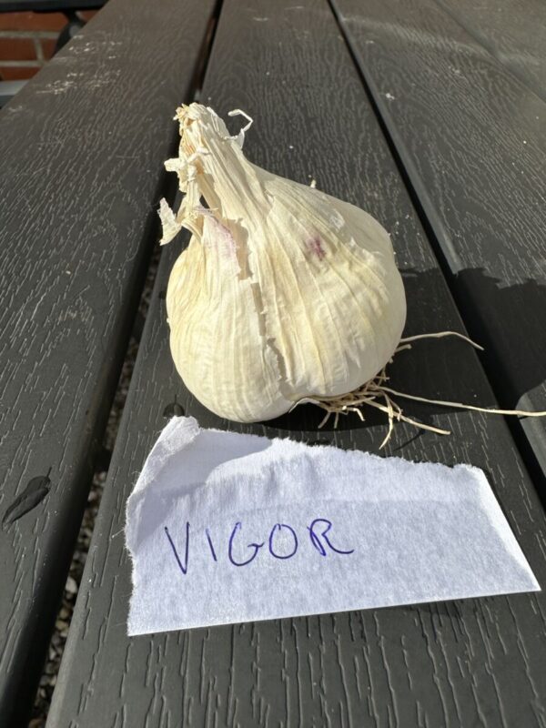 Sættehvidløg - Vigor - ØKO