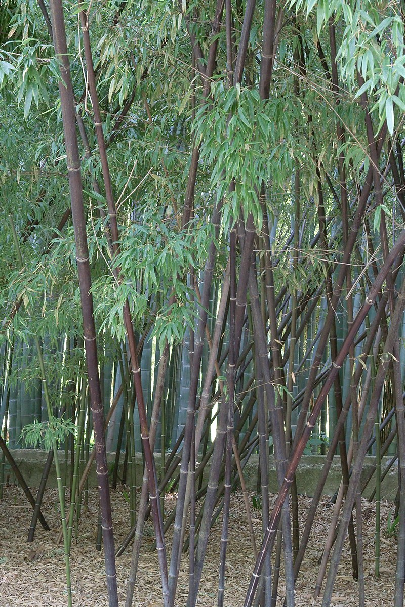 Kæmpe Bambus (Sort Phyllostachys nigra Bjarne's planter