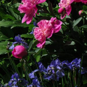 Frø - Blomster