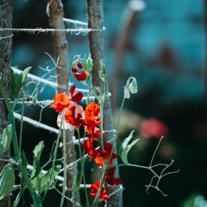 Lathyrus - Ærteblomster