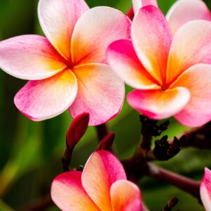 Plumeria - Den ægte hawaiiblomst