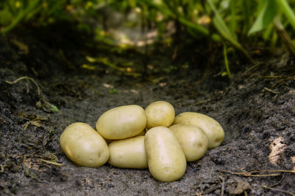 Bondens Bedste – FRIG 1,5 KG – Læggekartoffel