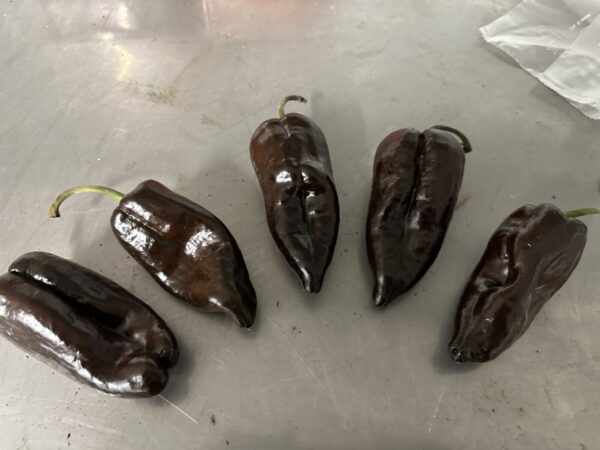 Poblano Chocolate  - C. annuum