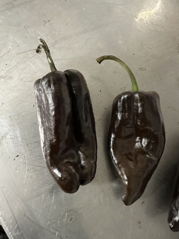 Poblano Chocolate  - C. annuum - Image 2