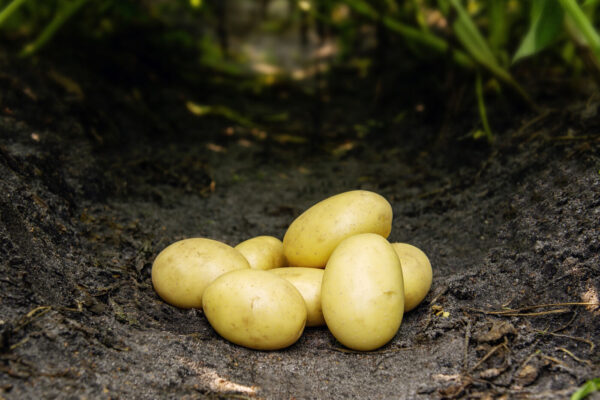 Bondens Bedste – SANTERA 1,5 kg – Læggekartoffel