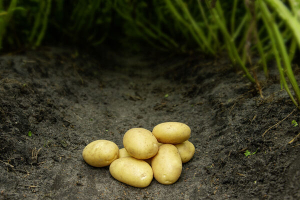 Bondens Bedste - SAVA 10 kg - Læggekartoffel