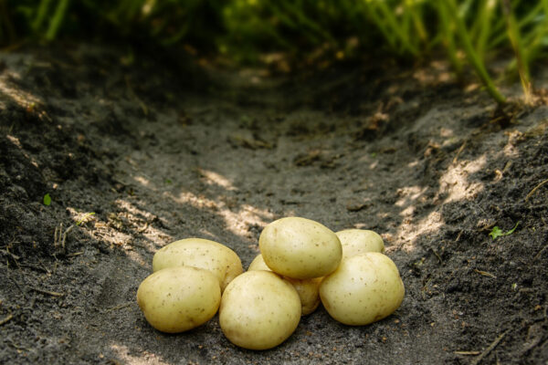 Bondens Bedste - SOLIST 1,5 kg -ØKO  Læggekartoffel
