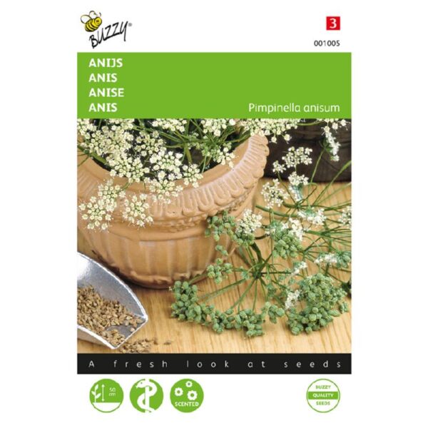 Anis - Pimpinella anisum