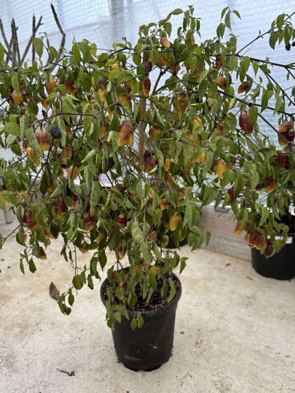 Rimmerhus Purple Lemon - C. chinense (x C. baccatum) - Image 3