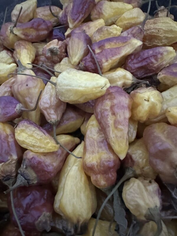 Rimmerhus Purple Lemon - C. chinense (x C. baccatum)