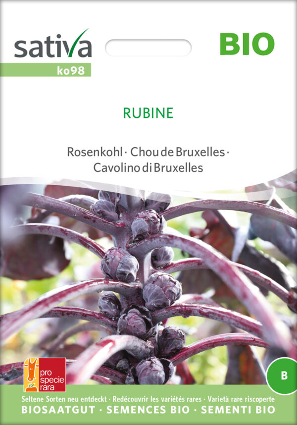 Rosenkål - Rubine - ØKO