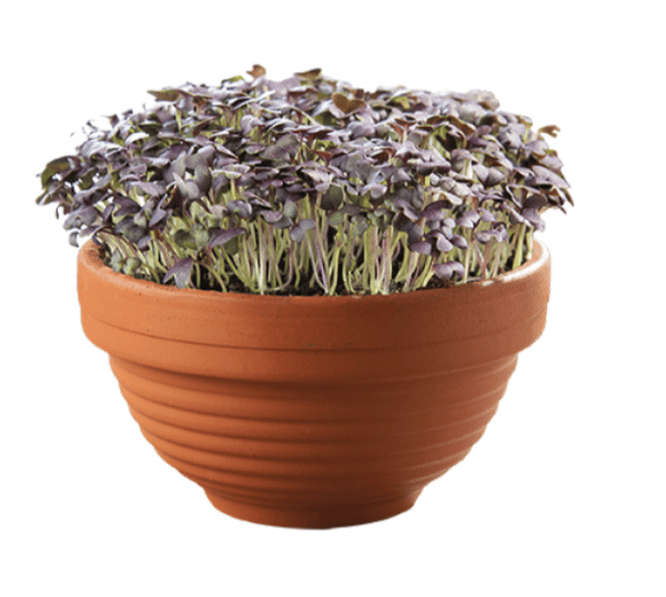 Microgreens Terracotta skål med Rød mizuna - Billede 2