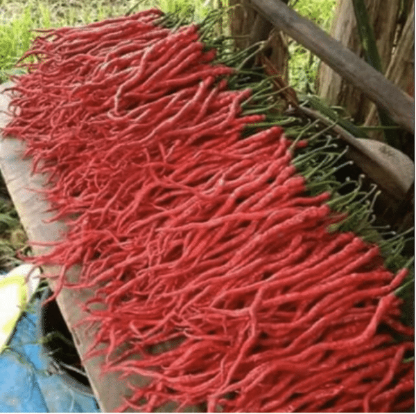 Cabai Kopay - Capsicum annuum